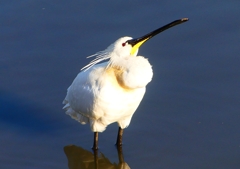 P1690168：ヘラサギ_R