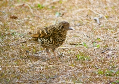 P1760046：トラツグミ_R