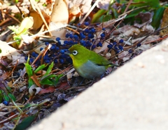 P3740337：メジロ_R