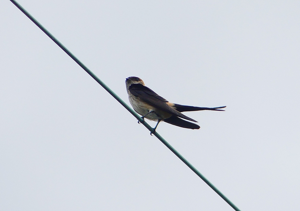 P1230778：コシアカツバメ_R