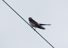 P1230778：コシアカツバメ_R