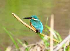 P4800542：カワセミ（オス）_R