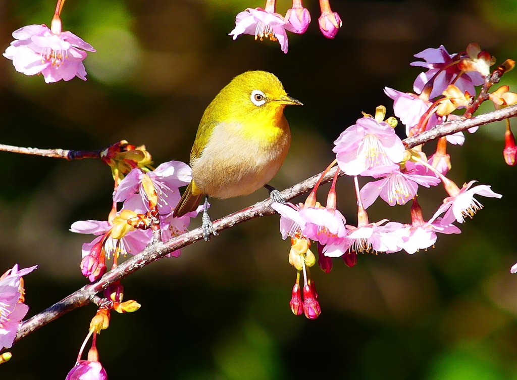 P4790404：メジロ＜河津桜＞_R