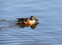 P3730649：ハシビロガモ（オス）_R