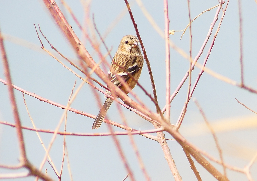 P1850570：ベニマシコ_R