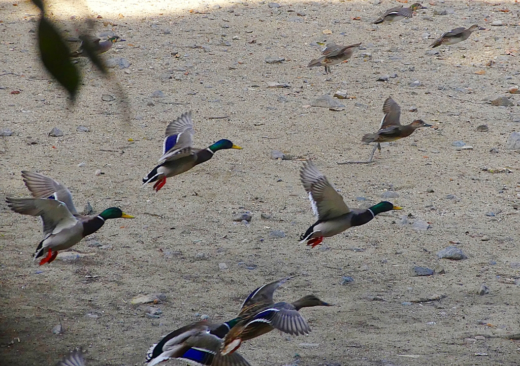 P1600576：トモエガモ、マガモ_R