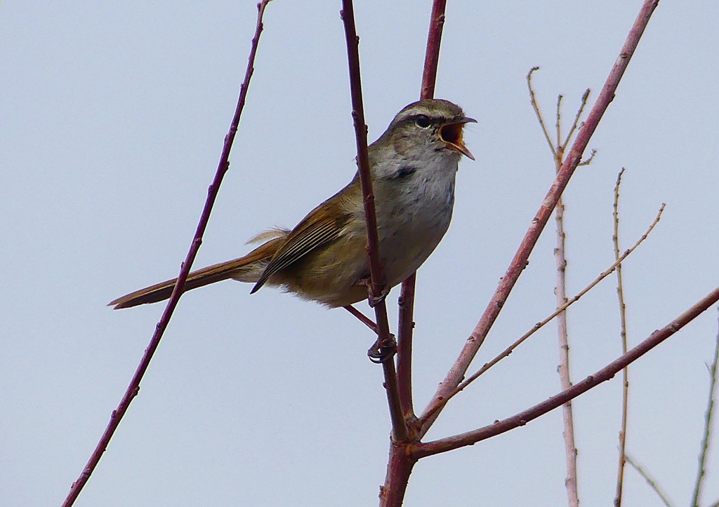 P1850502：ウグイス_R