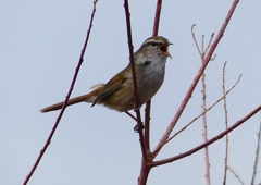 P1850502：ウグイス_R