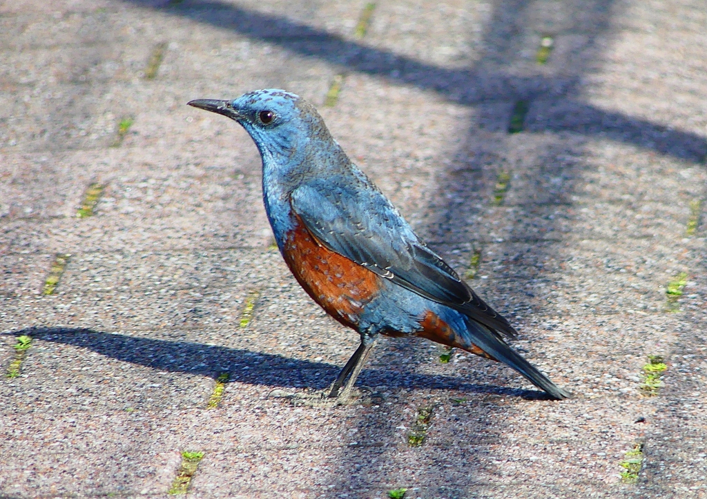 P1860692：イソヒヨドリ（オス）_R