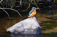 P4510573：カワセミ（メス）_R