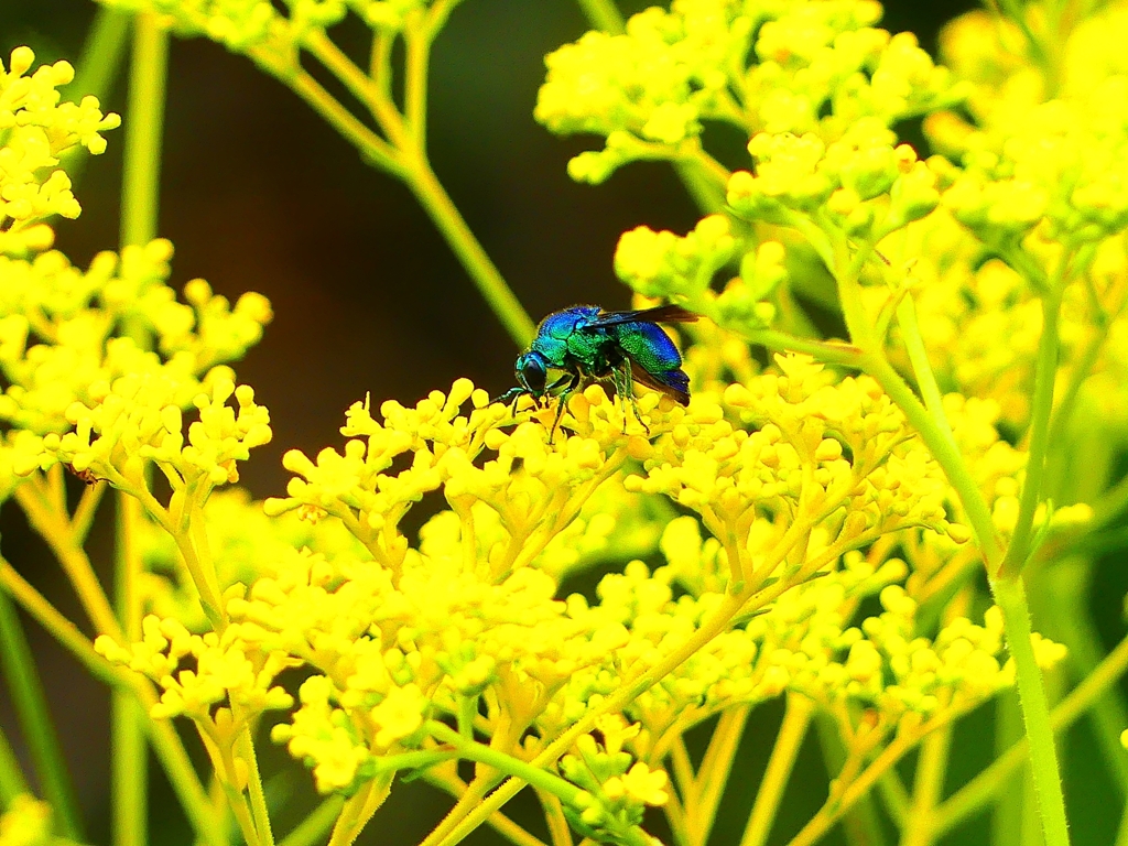 P1100297：オオセイボウ_R