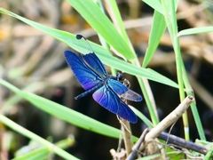 P1080670：チョウトンボ_R