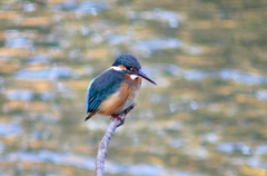 P4650283：カワセミ（メス）_R