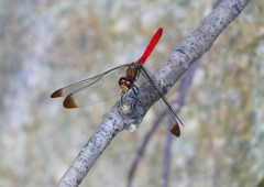 P1210218：リスアカネ_R