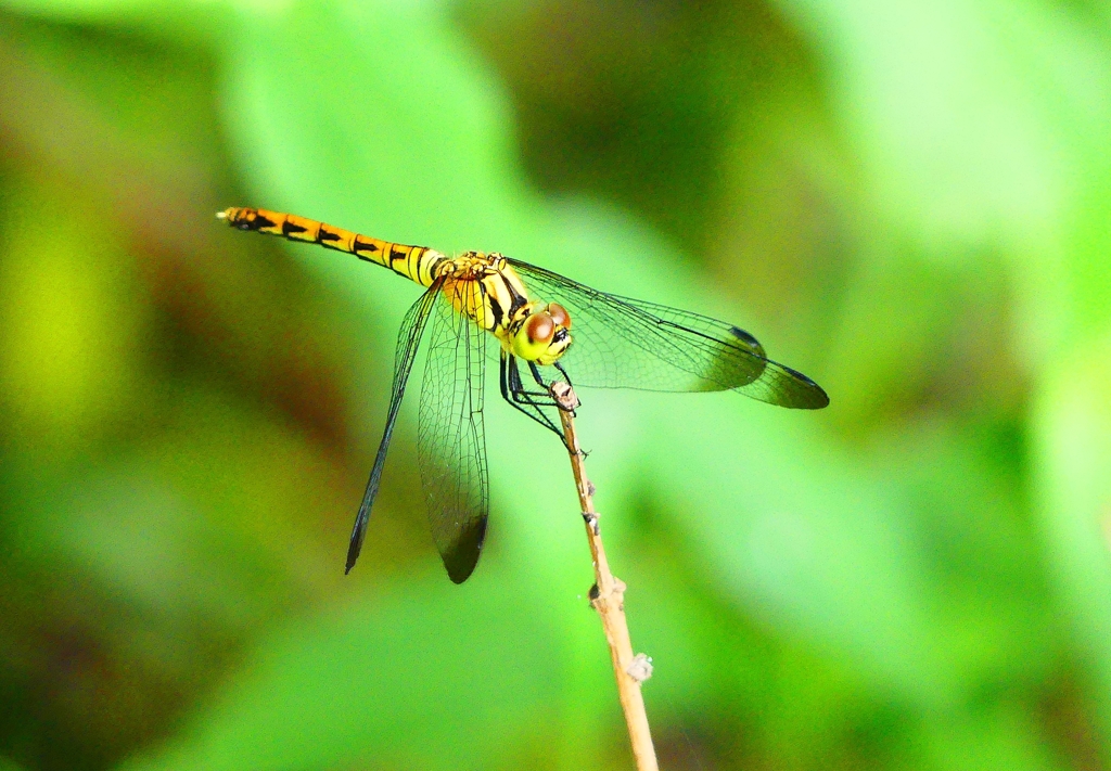 P4210538：マユタテアカネ（メス）_R