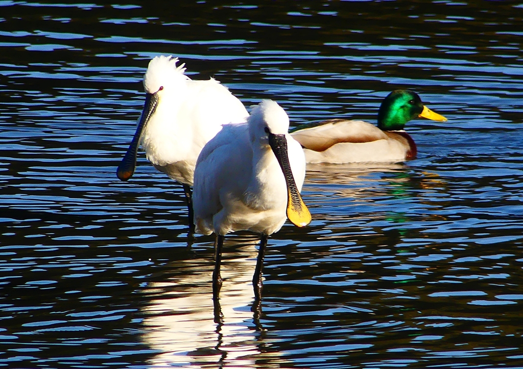 P1680862：ヘラサギ_R