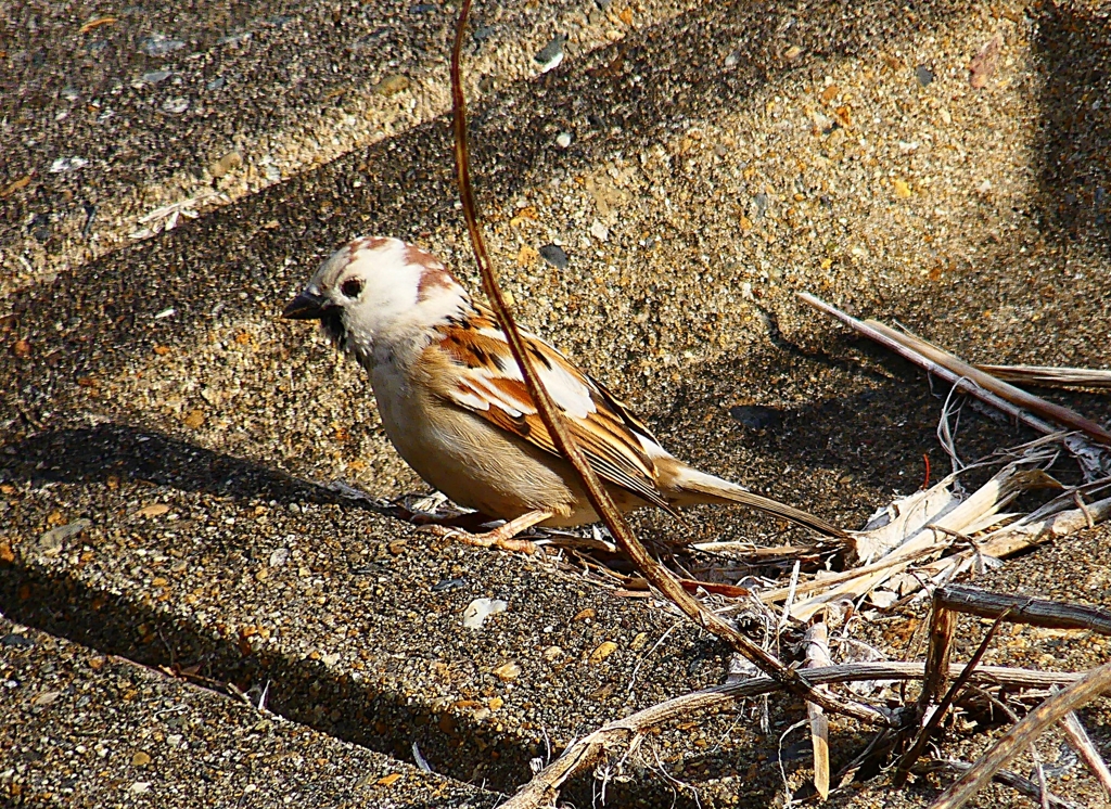 P4660877：白いスズメ_R