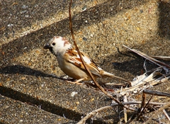 P4660877：白いスズメ_R