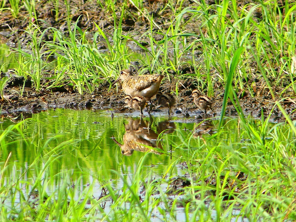 P1130258：タマシギ親子_R