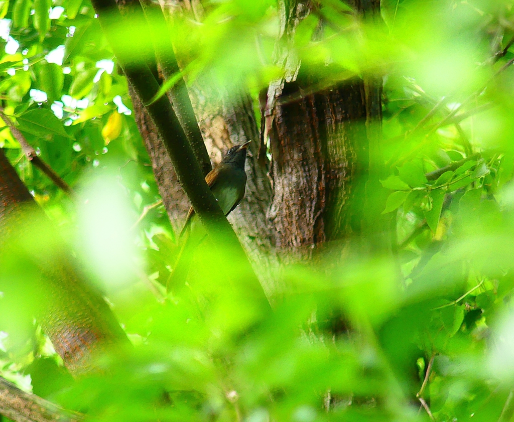 P4350492：サンコウチョウ_R