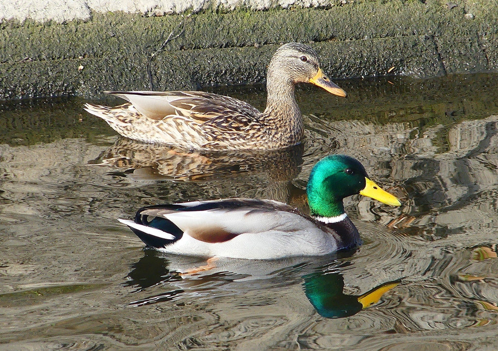 P1570801：マガモ_R