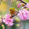 P4770192：メジロ＜河津桜＞_R