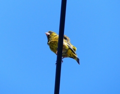 P4100259：カワラヒワ_R