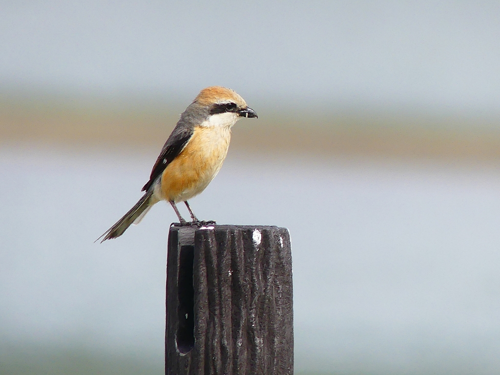 P4090491：モズ（オス）_R