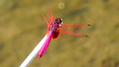 P2270241：ベニトンボ（オス）
