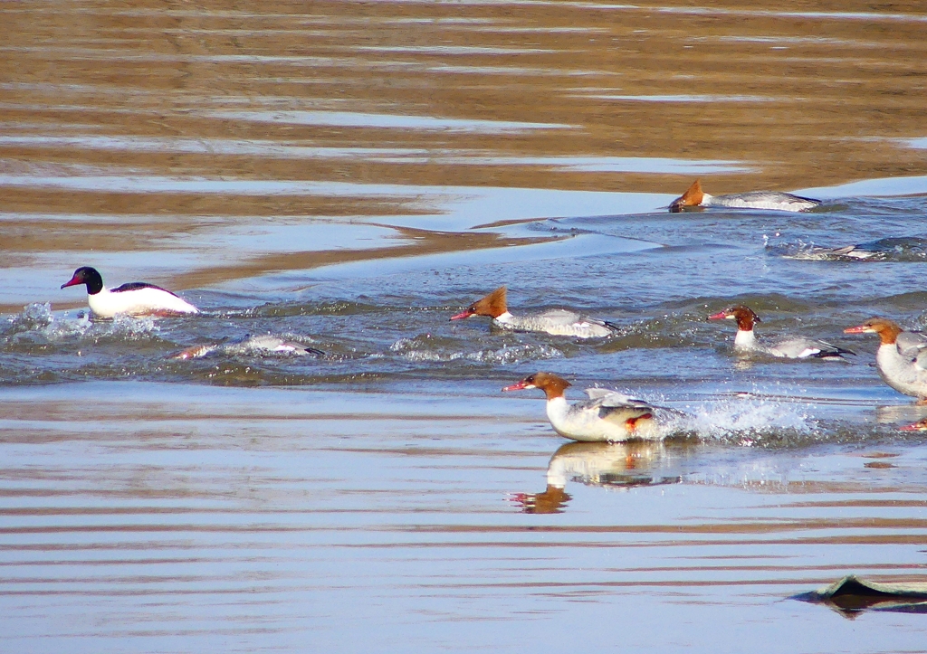 P1880260：カワアイサ他_R