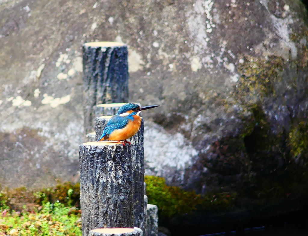 P3600133：カワセミ_R