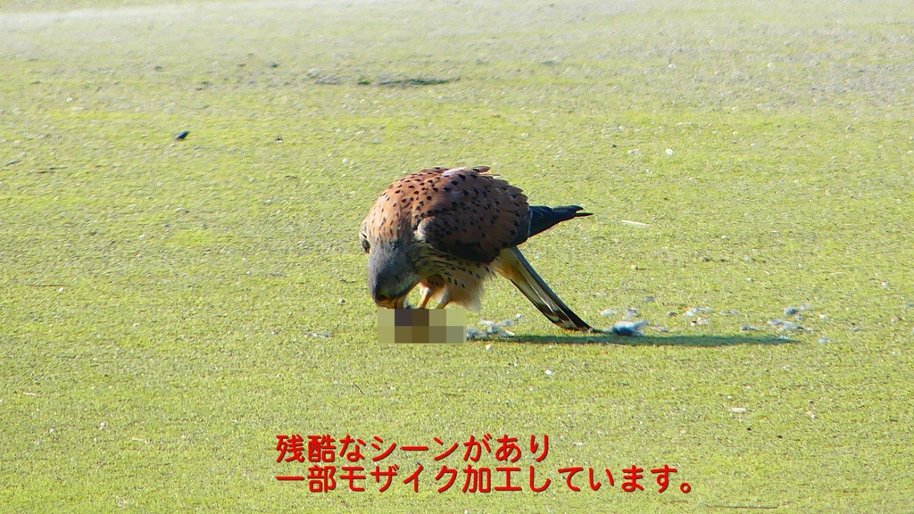 P1990057：チョウゲンボウ-08_R