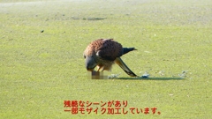 P1990057：チョウゲンボウ-08_R