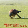 P1990057：チョウゲンボウ-08_R