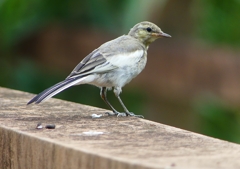 P1160461：ハクセキレイ（幼鳥）_R