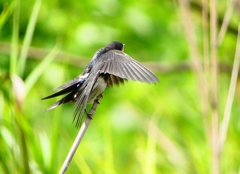 P1010297：ツバメ（幼鳥）_R