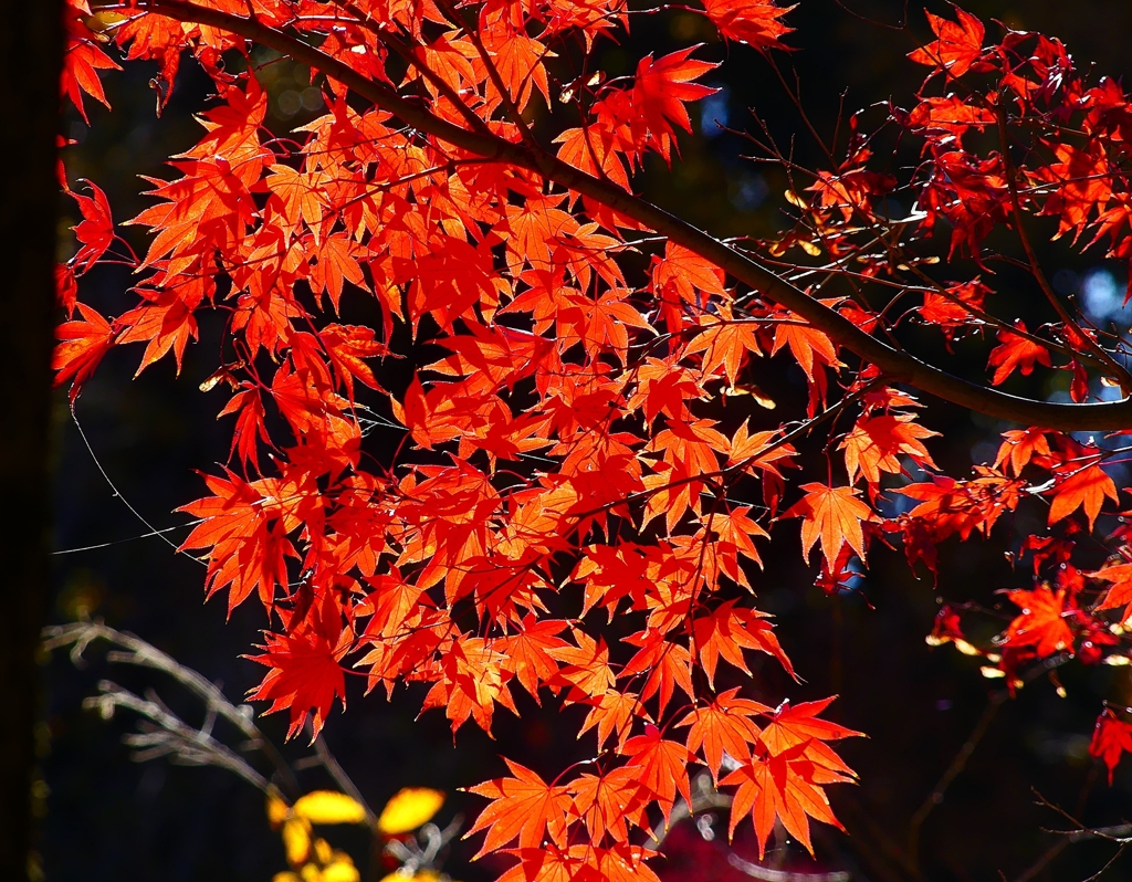 P4540006：紅葉_R