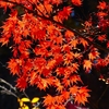 P4540006：紅葉_R
