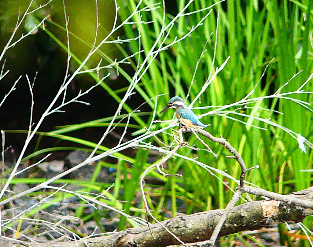 P4230816：カワセミ（若鳥メス）_R