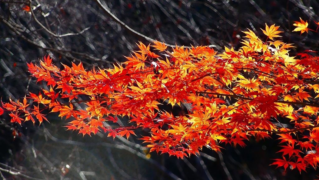 P4530850：紅葉_R