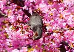 P1880181：河津桜にヒヨドリ_R
