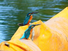 P4480496：カワセミ（オス）_R