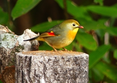 P1550813：ソウシチョウ_R