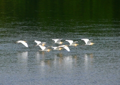 P2020783：飛ぶアマサギ_R