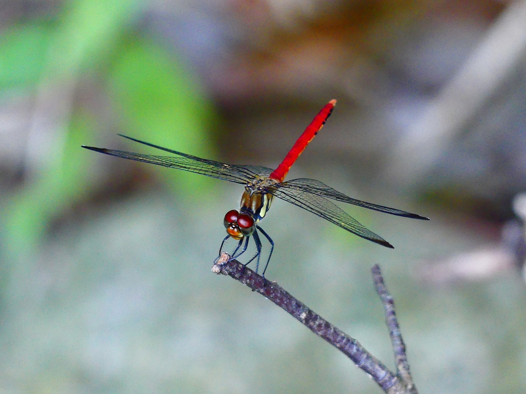 P1140505：リスアカネ_R