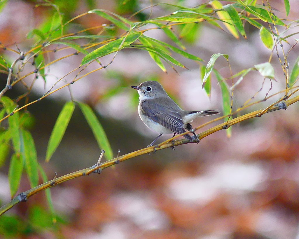 P3640278：ニシオジロビタキ_R