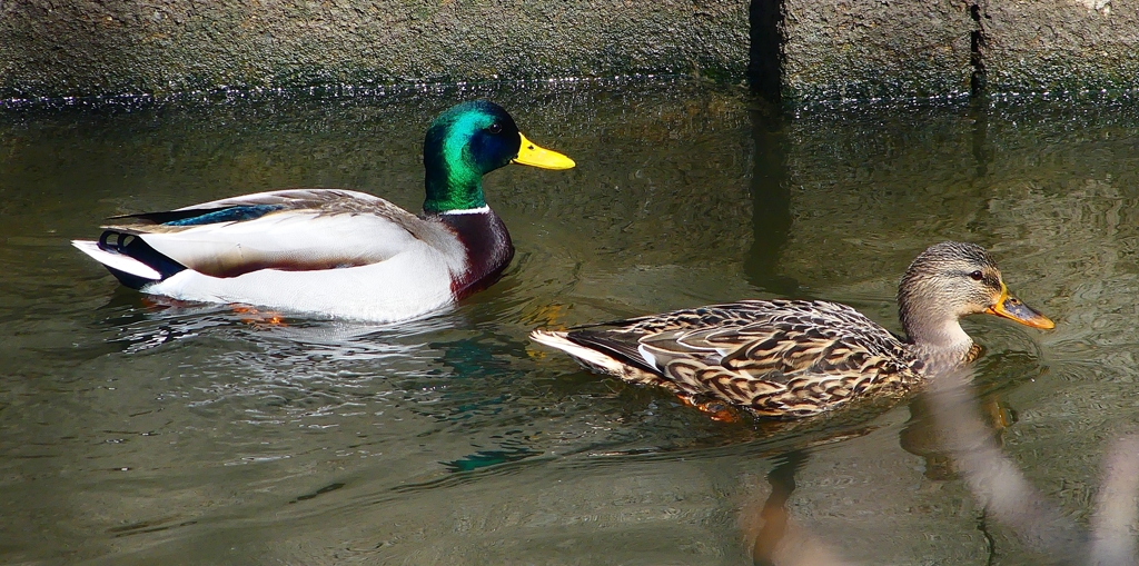 P1820325：マガモ_R