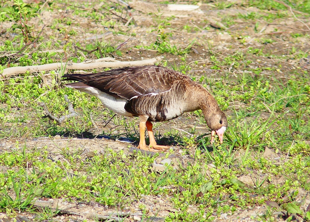 P4890518：マガン_R
