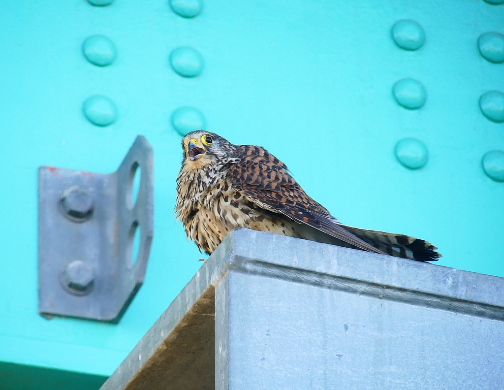 P4120775：チョウゲンボウ_R