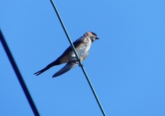 P1180539：コシアカツバメ_R